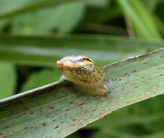 Succinea arundinetorum