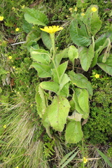 Leontodon filii