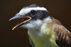 Pitangus sulphuratus