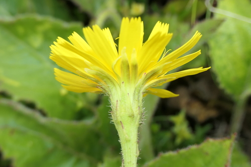 Image of Azorean Hawkbit (Leontodon filii) by (c) Rafael Medina, some rights reserved (CC BY)
