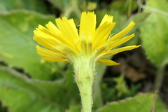Leontodon filii