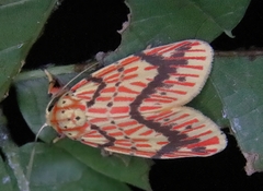 Barsine striata