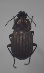 Chlaenius costulatus