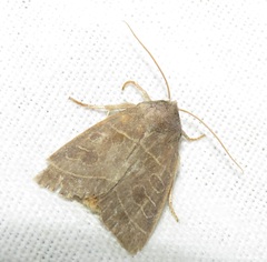Ipimorpha subtusa