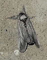 Inguromorpha itzalana