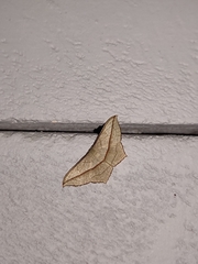 Timandra convectaria