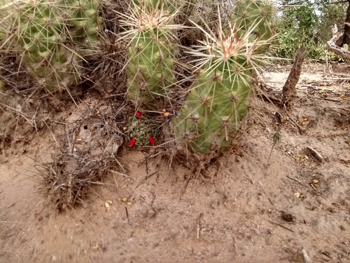 Echinocereus cinerascens