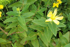 Hypericum foliosum