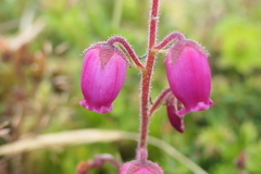 Daboecia azorica
