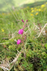 Daboecia azorica