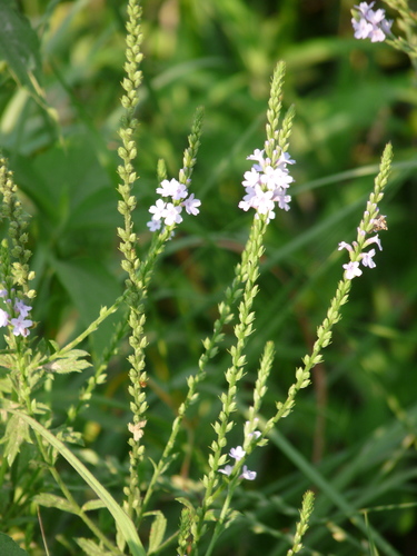 Gulf Vervain