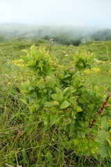 Vaccinium cylindraceum