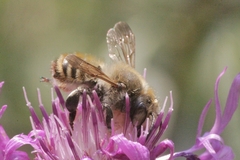 Megachile maritima