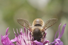 Megachile maritima