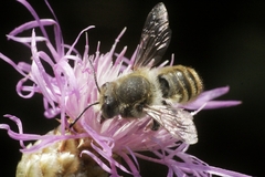 Megachile maritima