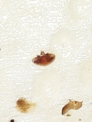 Varroa destructor