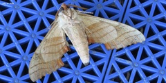 Marumba maackii
