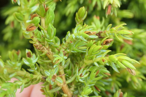 Image of Juniperus brevifolia by (c) Rafael Medina, some rights reserved (CC BY)