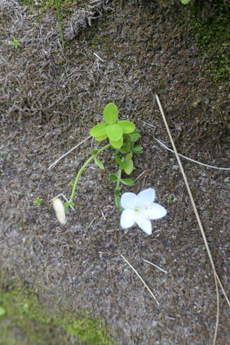 Centaurium scilloides (Centaurium scilloides)