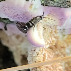 Pogonognathellus nigritus