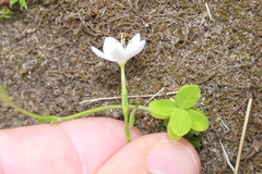 Centaurium scilloides