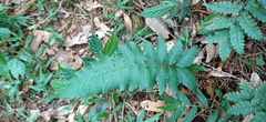 Polystichum prionolepis