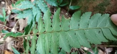 Polystichum prionolepis