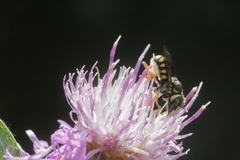 Pseudoanthidium scapulare