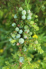 Juniperus brevifolia