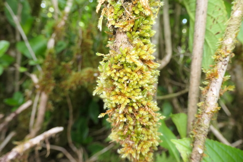 Image of Myurium hochstetteri by (c) Rafael Medina, some rights reserved (CC BY)