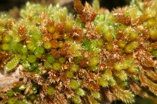 Image of Myurium hochstetteri by (c) Rafael Medina, some rights reserved (CC BY)