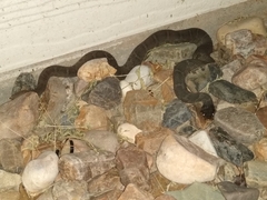 Nerodia erythrogaster