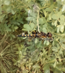 Celithemis martha