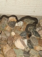 Nerodia erythrogaster