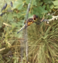 Celithemis martha