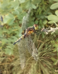 Celithemis martha