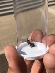 Melissodes denticulatus