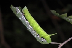 Clanis bilineata