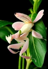 Hymenopus