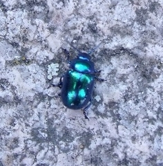 Chrysolina coerulans