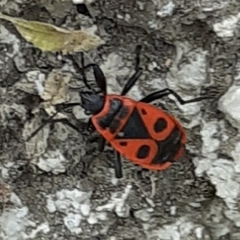 Pyrrhocoris apterus