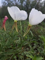 Oenothera tetraptera