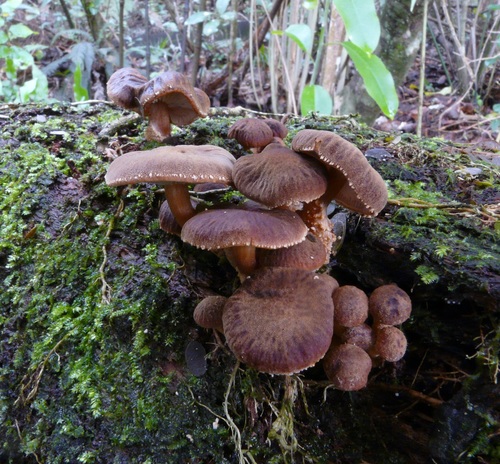 Cystoderma clastotrichum image