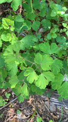 Aquilegia alpina