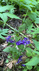 Aconitum degenii