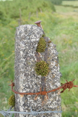 Ptychomitrium polyphyllum