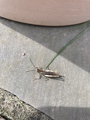 Chorthippus brunneus