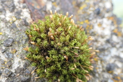 Ptychomitrium polyphyllum