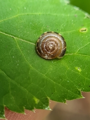 Perforatella bidentata