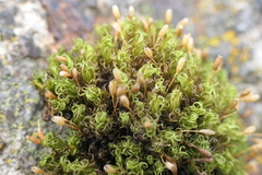 Ptychomitrium polyphyllum